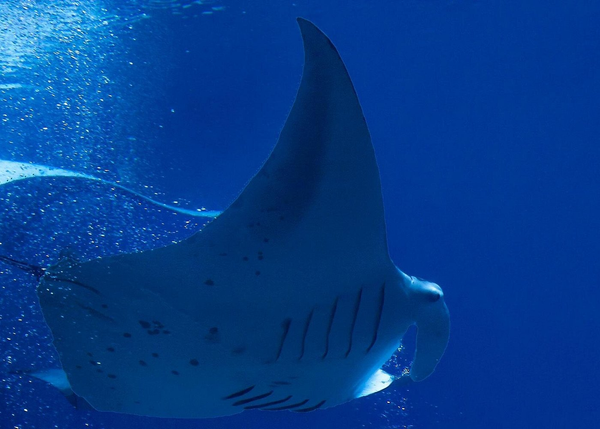 8 Night Big Island & Oahu Manta Ray & Snorkel Adventure