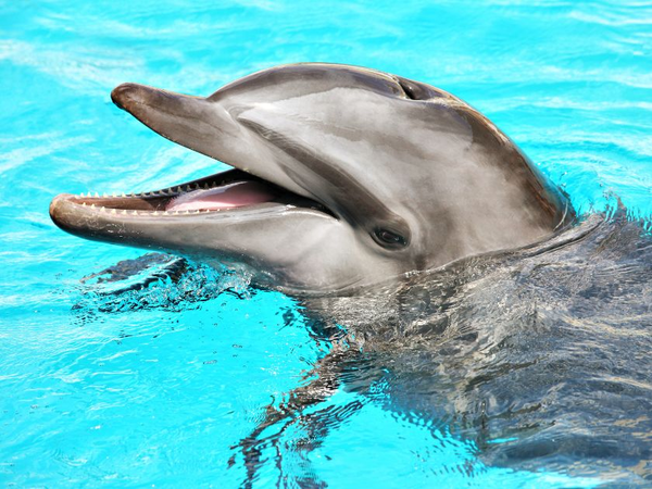 7 Nights at Pokai Bay, Oahu — Oceanview Home + Dolphin Encounter